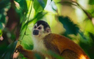 Costa Rica’s wildlife