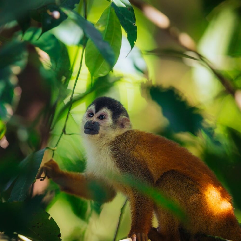 Faune du Costa Rica