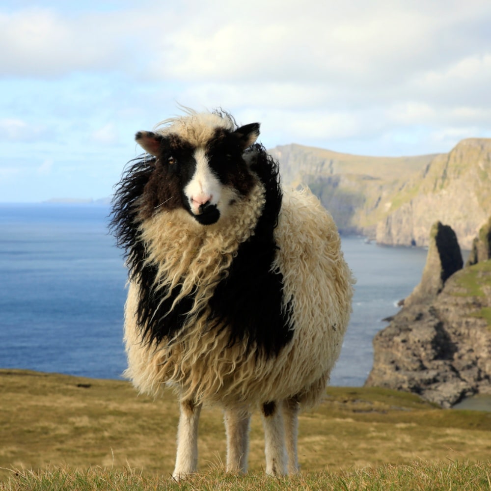 Free-ranging sheep near Bosdalafossur, Faroe Islands