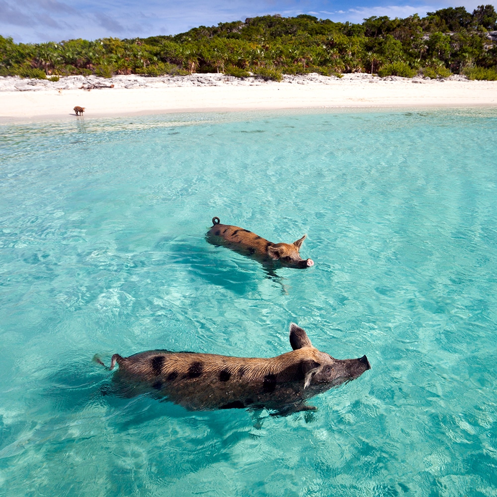 Pigs swimming in the turquoise waters of Pig Beach on Big Major Cay Island in the Exumas Archipelago, Bahamas 