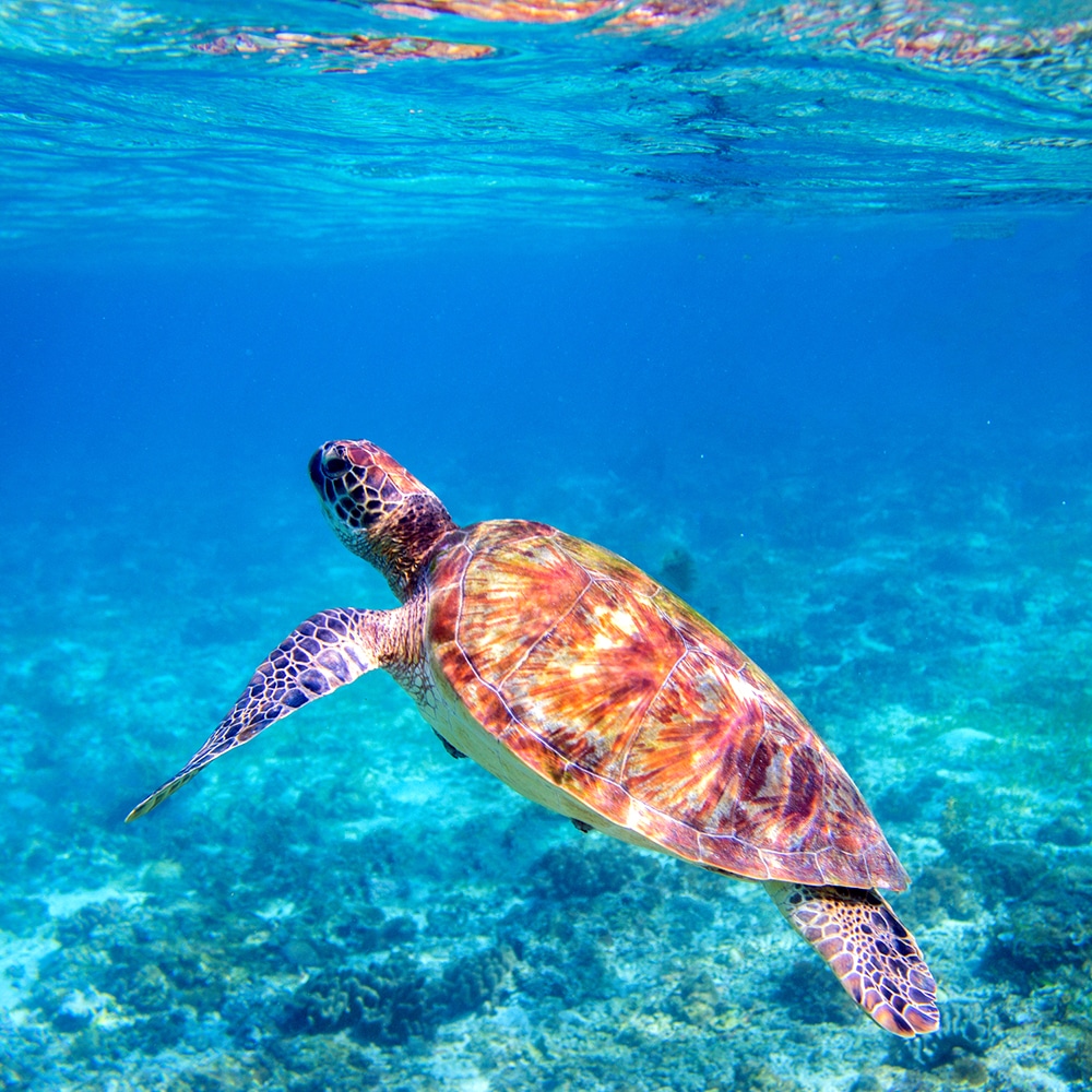 Tortue marine nageant dans une eau translucide