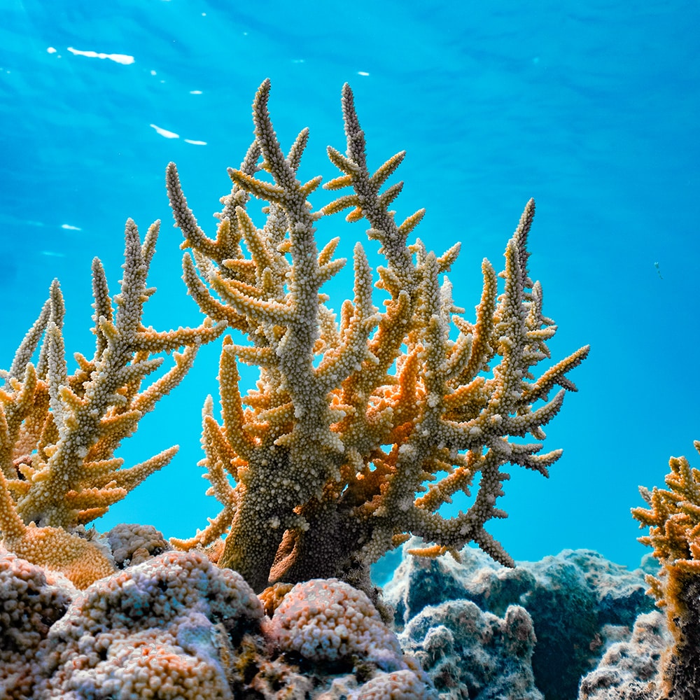 A close-up of coral submerged in crystal-clear water