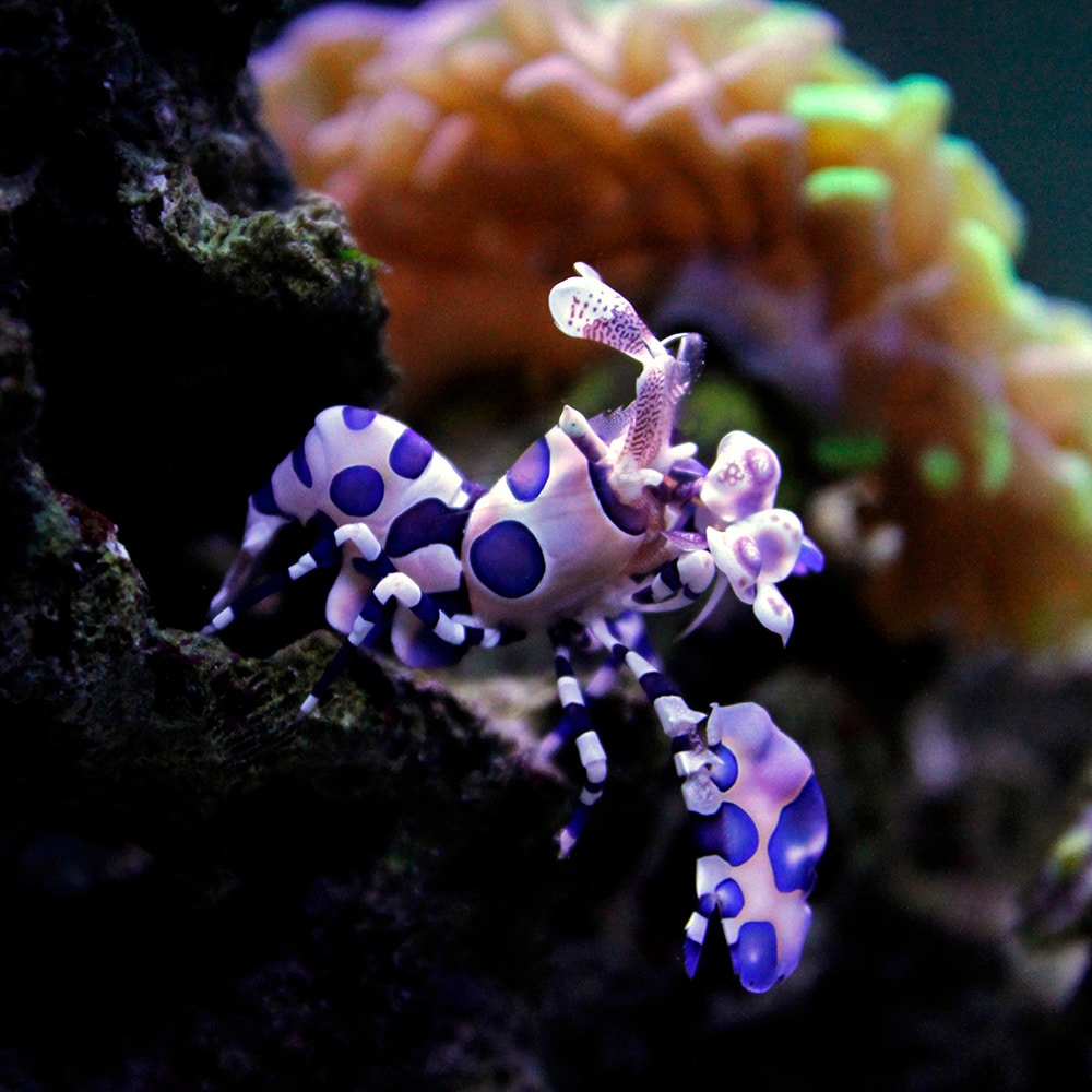 Close-up of a harlequin shrimp
