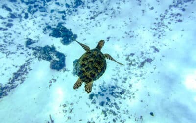 Le Triangle de corail : un trésor sous-marin à explorer