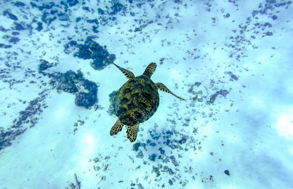 image-une A turtle swimming in tropical waters